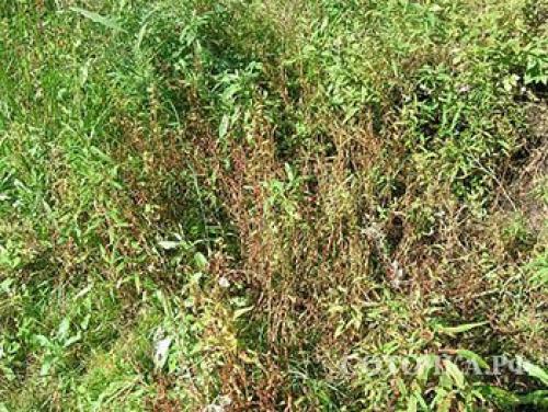 Как восстановить землю после картофеля. Если земля устала, как восстановить плодородие почвы? Отвечаю!