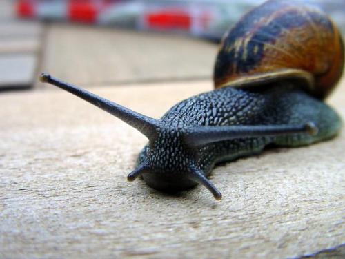 Слизни. Угостите слизня молоком