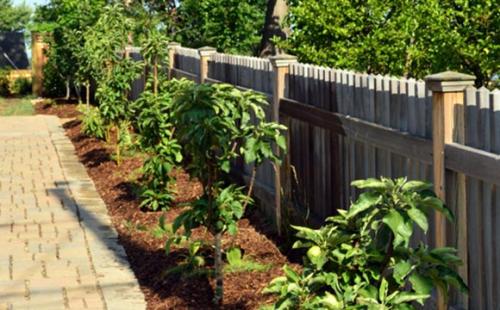 Как правильно сажать колоновидные яблони весной. Колоновидные яблони,, как сажать