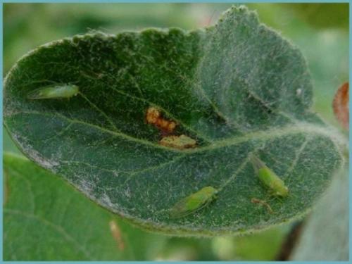 Буреют листья яблони. Почему листья яблони становятся коричневыми и что с этим делать