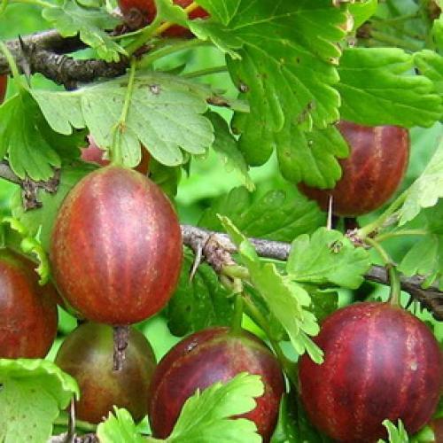 Где посадить крыжовник на участке. Посадка крыжовника 04 Где посадить крыжовник на участке. Посадка крыжовника 04