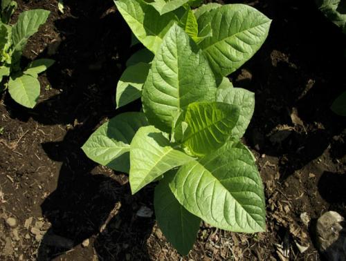 Уход за табаком в открытом грунте. Как правильно выращивать табак, пошаговая инструкция