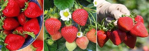 Ремонтантная клубника лучшие сорта. Лучшие сорта ремонтантной клубники