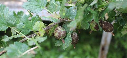 Мучнистая роса на крыжовнике. «Слабые места» мучнистой росы