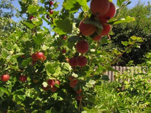 Можно ли сейчас пересаживать крыжовник. Как и когда лучше пересаживать крыжовник