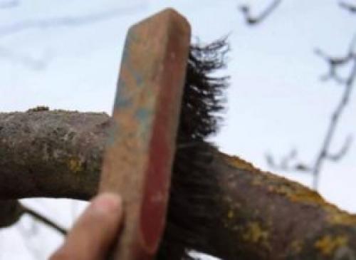 Сажистый налет на стволе яблони. Лишайник на стволе яблони, фото