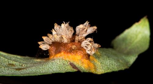 Чем обработать груши осенью от болезней и вредителей. Ржавчина 01 Чем обработать груши осенью от болезней и вредителей. Ржавчина 01