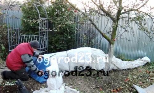 Укрытие роз на зиму. Чем укрыть розы, чтобы сохранить их зимой?