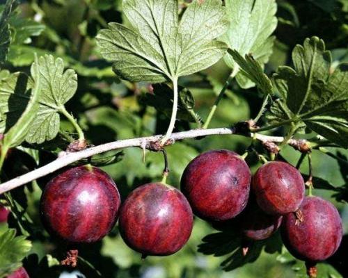Лучший сорт крыжовника для подмосковья. Подмосковные сорта крыжовника с крупными плодами
