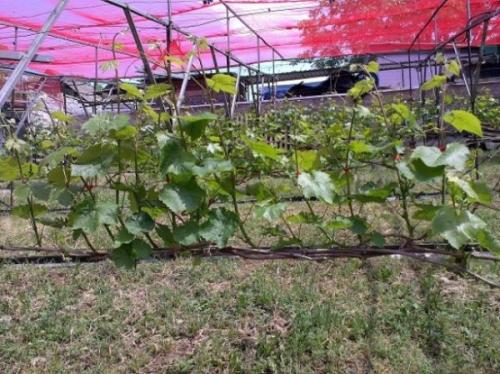 Как правильно сформировать куст винограда с 1-го года. Формирование кустов в первый и последующие годы