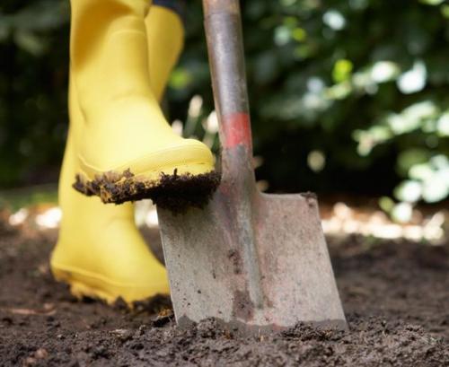 Чем засеять огород, чтобы земля отдохнула после картофеля осенью. Что лучше сажать на следующий год после картофеля