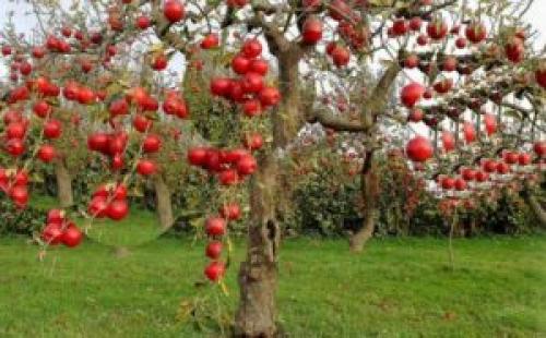 Сажистый налет на стволе яблони. Лишайник на стволе яблони, фото