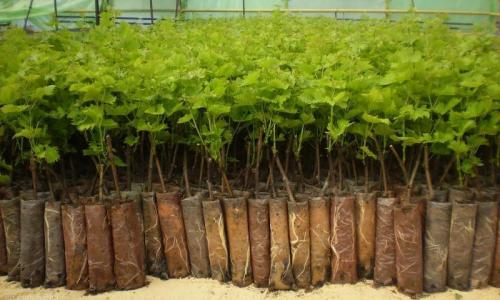 Кислотность почвы для винограда. Какая почва нужна для винограда