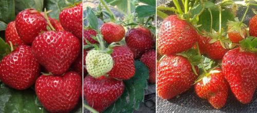 Ремонтантная клубника лучшие сорта. Лучшие сорта ремонтантной клубники