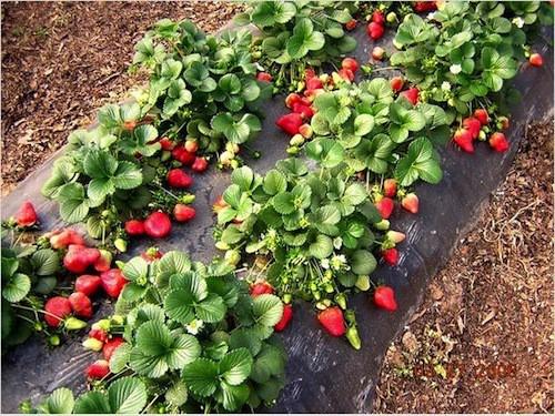 Ремонтантная клубника лучшие сорта для подмосковья. Особенность ремонтантной клубники