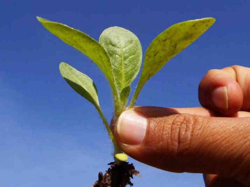 Уход за табаком в открытом грунте. Как правильно выращивать табак, пошаговая инструкция