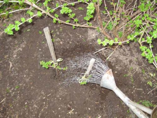 Как рассадить старый куст черной смородины. Основные способы размножения