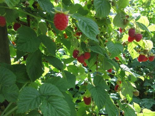 Желтая малина посадка и уход. Посадка жёлтой малины 02 Желтая малина посадка и уход. Посадка жёлтой малины 02