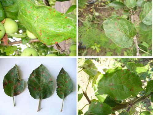 Чем обрабатывать яблони и груши весной. Когда и чем можно обработать яблони от болезней и вредителей