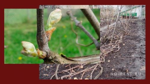 Обработка винограда весной в краснодарском крае. Весенняя обработка винограда от болезней – этапы и список препаратов