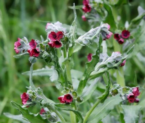 Как уберечь виноград от мышей зимой. Механические преграды для сохранности винограда в зимний период