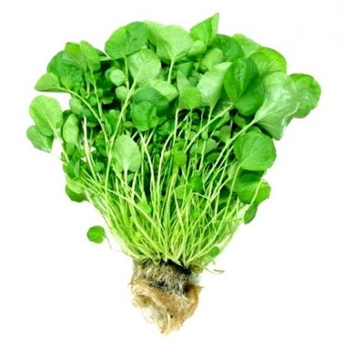 Что в огороде можно посадить в тени. Декоративные растения для тени 10 Что в огороде можно посадить в тени. Декоративные растения для тени 10