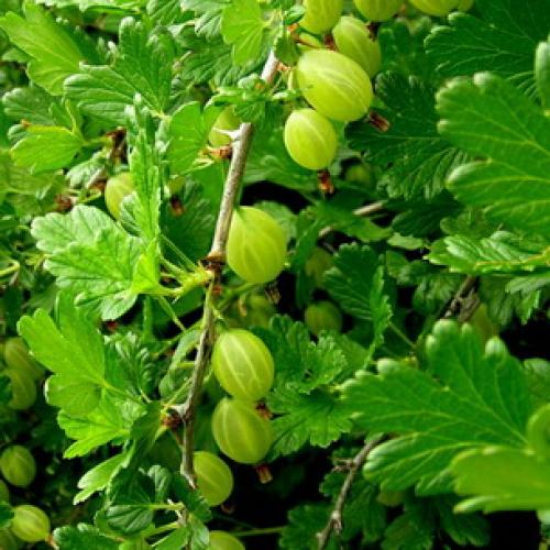 Где посадить крыжовник на участке. Посадка крыжовника 05 Где посадить крыжовник на участке. Посадка крыжовника 05