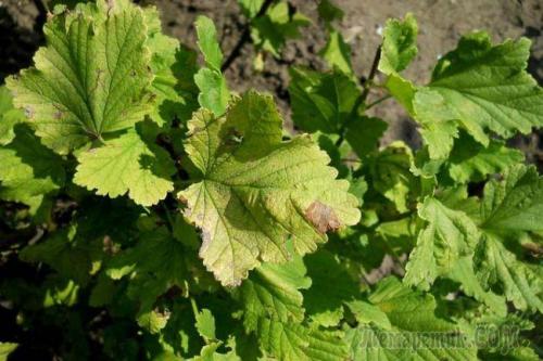 Красные пятна на ветках смородины. Обработка и опрыскивание кустов осенью химическими и народными средствами