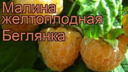 В Сибири ремонтантная малина. Крупноплодная малина для Сибири