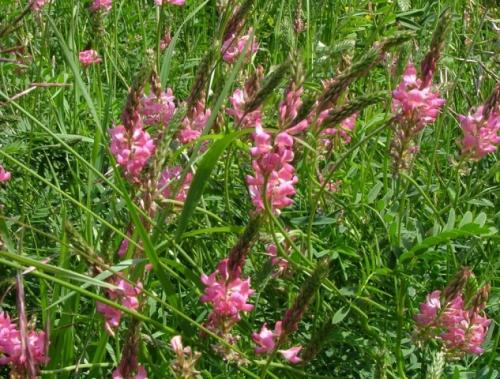 Чем засеять огород, чтобы земля отдохнула весной. Виды сидератов