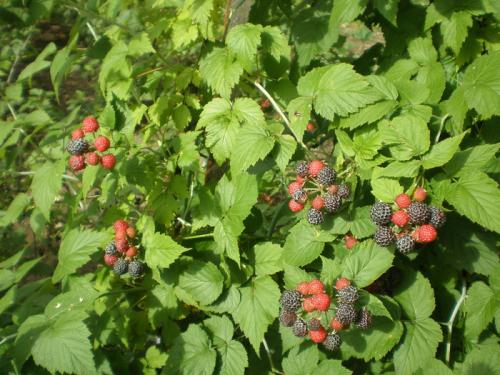 Желтая малина посадка и уход. Посадка жёлтой малины 07 Желтая малина посадка и уход. Посадка жёлтой малины 07