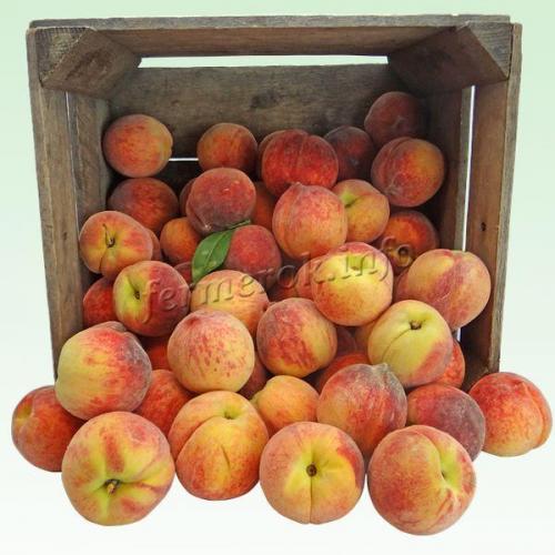 Персик ЗОЛОТОЙ ЮБИЛЕЙ. Сорт персика Золотой ЮБИЛЕЙ