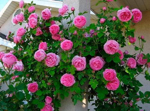 Укрыть виноград на зиму в сибири. Как укрыть на зиму виноград первого года 03 Укрыть виноград на зиму в сибири. Как укрыть на зиму виноград первого года 03