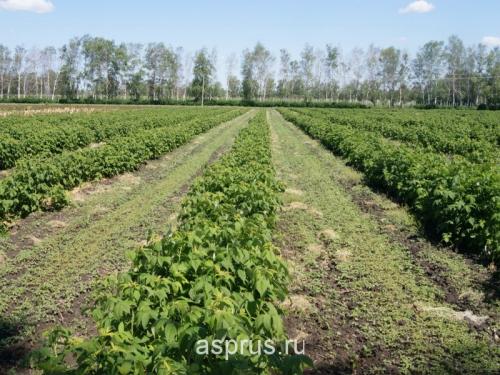 Почему у малины желтеют листья. Малина желтеет 13