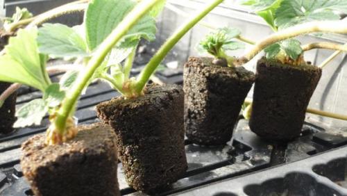 Выращивание на гидропонике клубники в домашних условиях. Что такое гидропоника, как вырастить клубнику без грунта 01