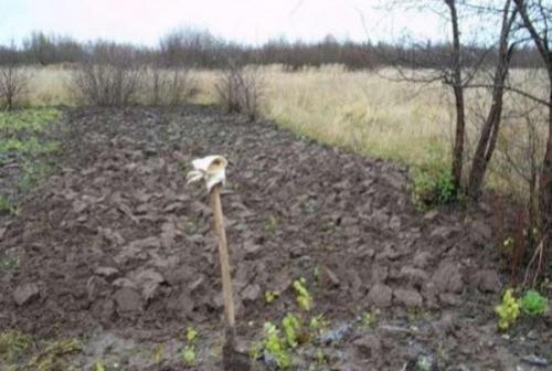 Как быстро вскопать целину. Целина под огород —, как разработать и как перекапывать землю