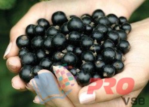 Как правильно ухаживать за черной смородиной, чтобы был хороший урожай.