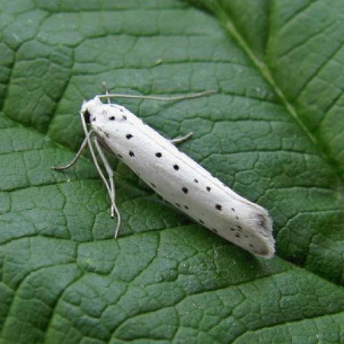 Чем обработать груши осенью от болезней и вредителей. Ржавчина 06