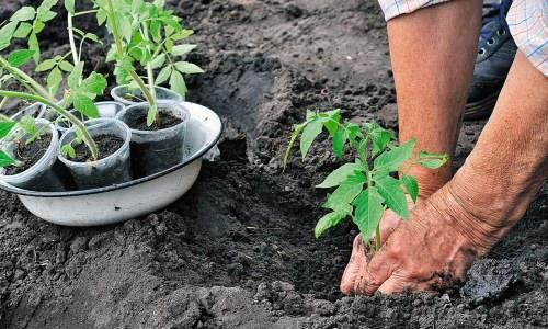 Способы посадки помидоров в открытый грунт. Технология посадки помидоров в открытый грунт и уход за ними