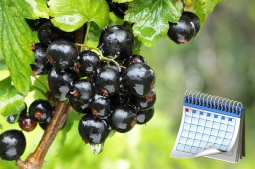 Посадка черной смородины осенью в Подмосковье. Когда сажать смородину в открытый грунт осенью, в,, каком месяце