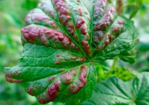 Красные листья на смородине, как бороться. Причины, вызывающие красные пятна на листьях 01