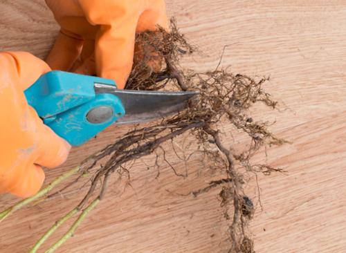 Размножение малины крапивкой. Размножение малины зелеными черенками. Фото.