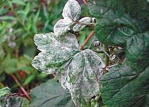 Как избавиться от мучнистой росы на смородине. Мучнистая роса на смородине – народные меры борьбы 01 Как избавиться от мучнистой росы на смородине. Мучнистая роса на смородине – народные меры борьбы 01