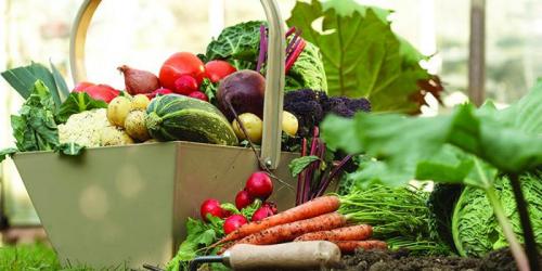 Какие овощи любят тень и полутень. Правила посадки на ограниченном пространстве 04