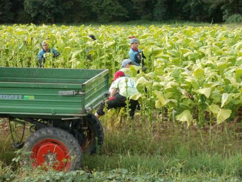 Уход за табаком в открытом грунте. Как правильно выращивать табак, пошаговая инструкция