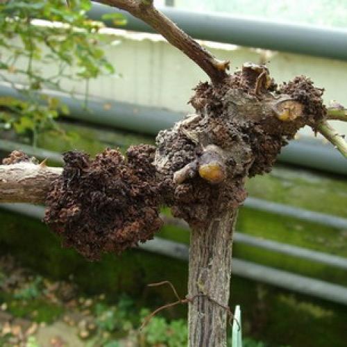 Оранжевые точки на ветках яблони. Лечение и профилактика 05 Оранжевые точки на ветках яблони. Лечение и профилактика 05