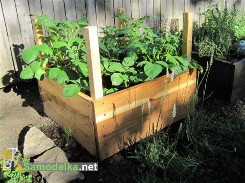 Выращивание картошки в ящиках. Картофель в ящике - как вырастить мешок картошки на квадратном метре