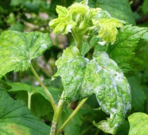 Светлые пятна на листьях смородины. Распространённые грибковые заболевания