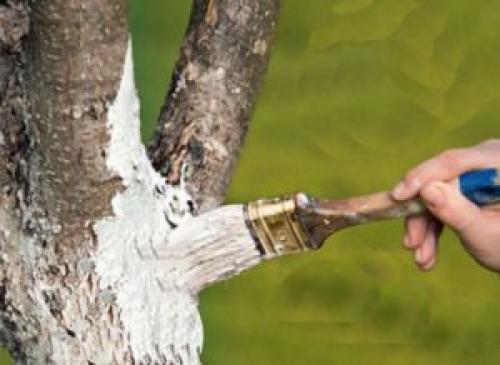 Сажистый налет на стволе яблони. Лишайник на стволе яблони, фото