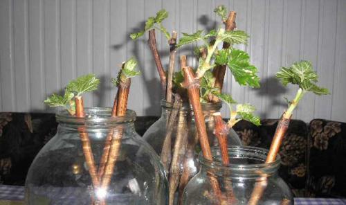 Размножение смородины черенками осенью. Размножение смородины осенью 05 Размножение смородины черенками осенью. Размножение смородины осенью 05